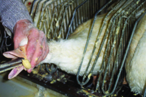 Breaking news: Court reinstates California law banning foie gras, affirms states’ rights