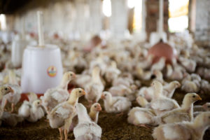 Nestlé, the world’s biggest food company, expands animal welfare commitment to broiler chickens