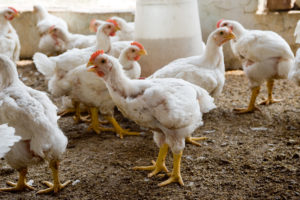 Kraft Heinz makes big pledge for chickens, McDonald’s not so much