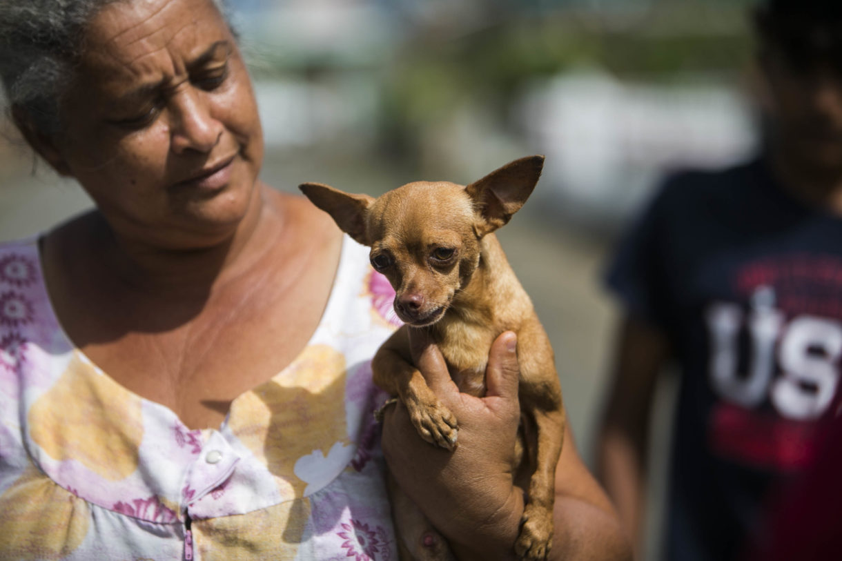 Puerto Rico residents show a deep bond with animals, even during despair