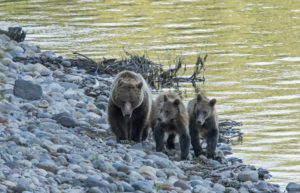 Lawmakers, Indian tribes, HSUS call for national ban on trophy hunting of grizzly bears in lower 48 states