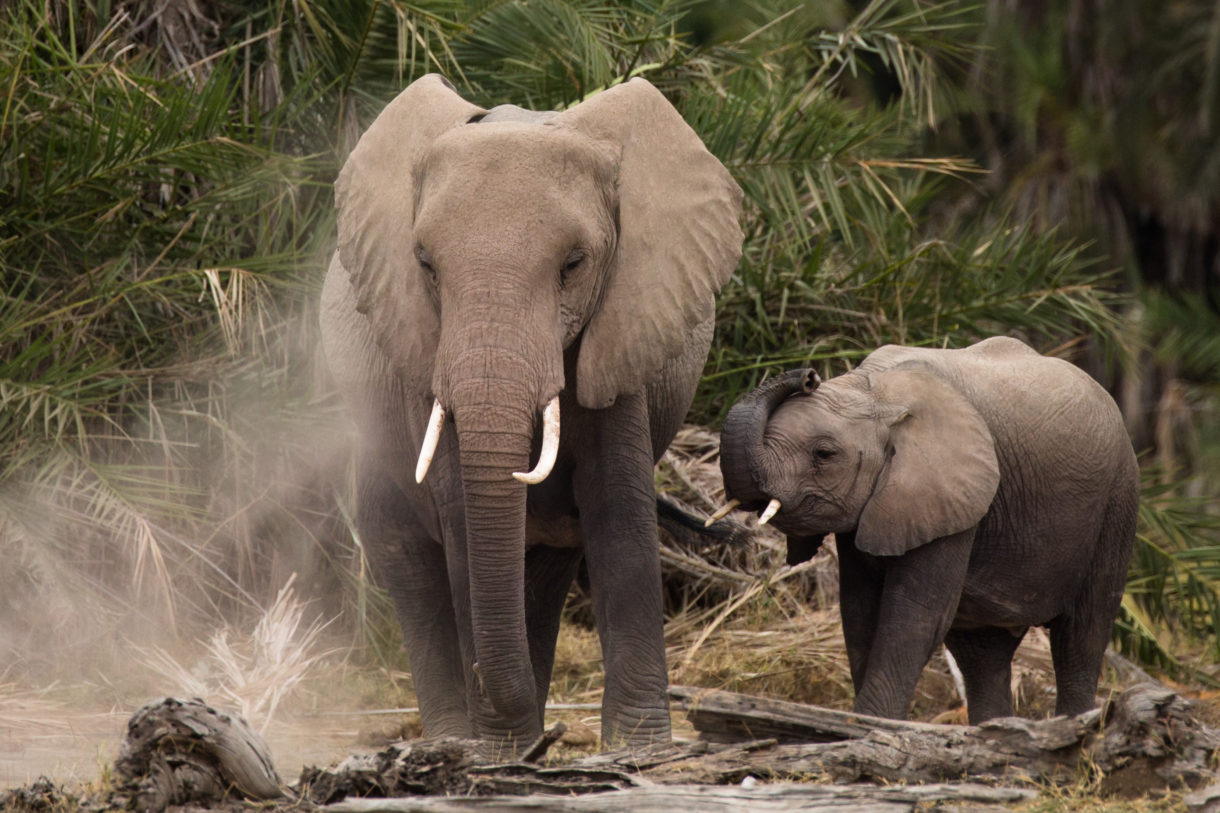 Illinois stands up for African elephants and rhinos