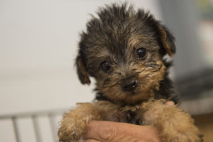 Gov. Jerry Brown makes California first state to ban puppy mill sales at pet stores