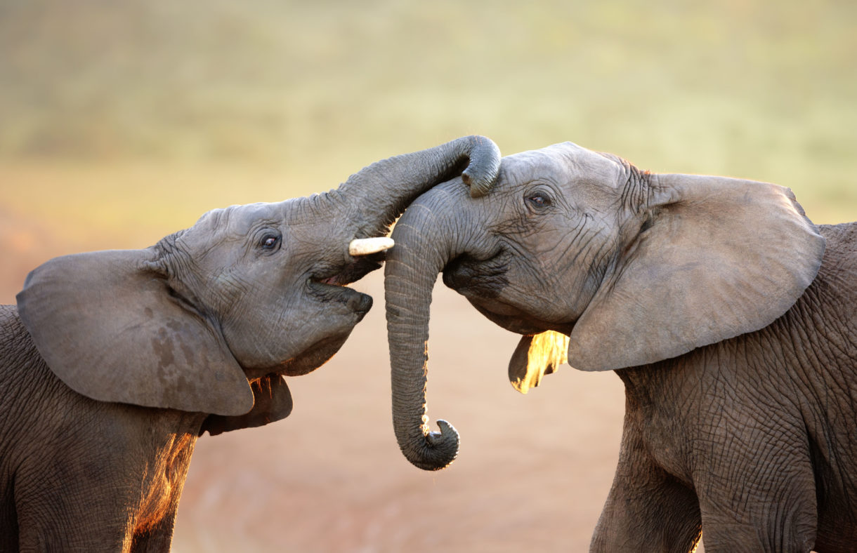 Breaking news: New York State bans elephant acts in circuses