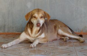 HSI’s lifesaving work for street dogs, in the Philippines and around the world