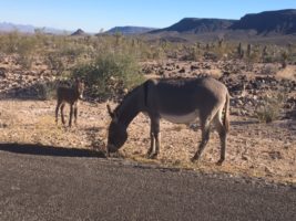 Fertility control essential to save American mustangs and burros