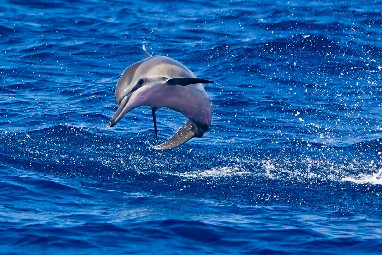 Breaking news: World Trade Organization rules in favor of U.S. on dolphin-safe tuna labels