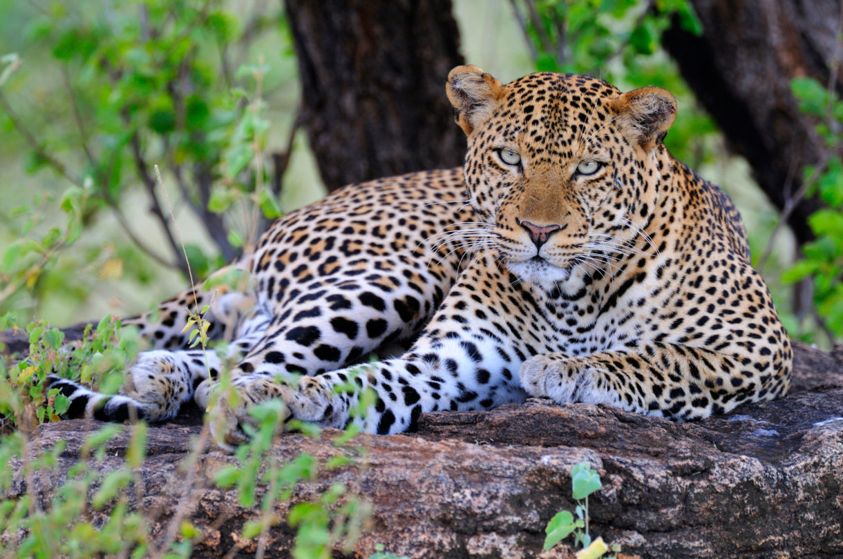U.S. should change its spots on trophy hunting of leopards