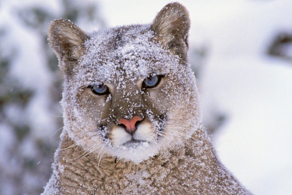 Federal appeals court upholds California ban on killing mountain lions for trophies