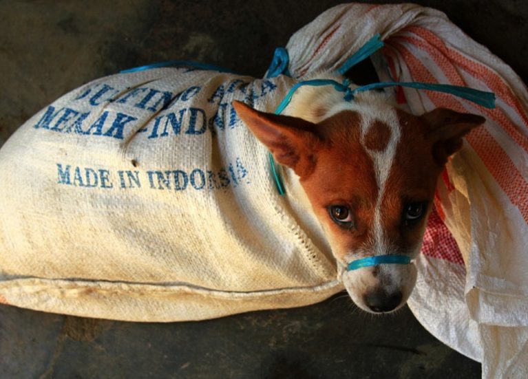 HSI and partners launch campaign to end Indonesia’s cruel dog meat trade