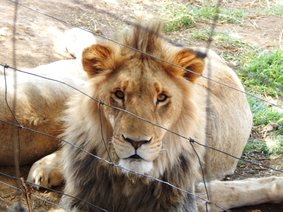 American horror show: Trophies from canned lion hunts continue to flow into the U.S. despite ESA protection