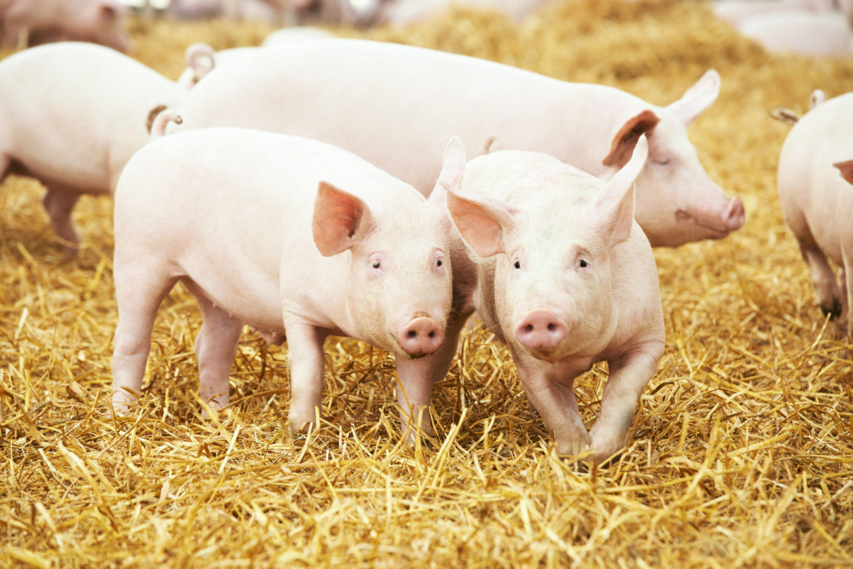 Trump administration’s USDA again delays implementation of organic animal welfare standards for millions of farm animals