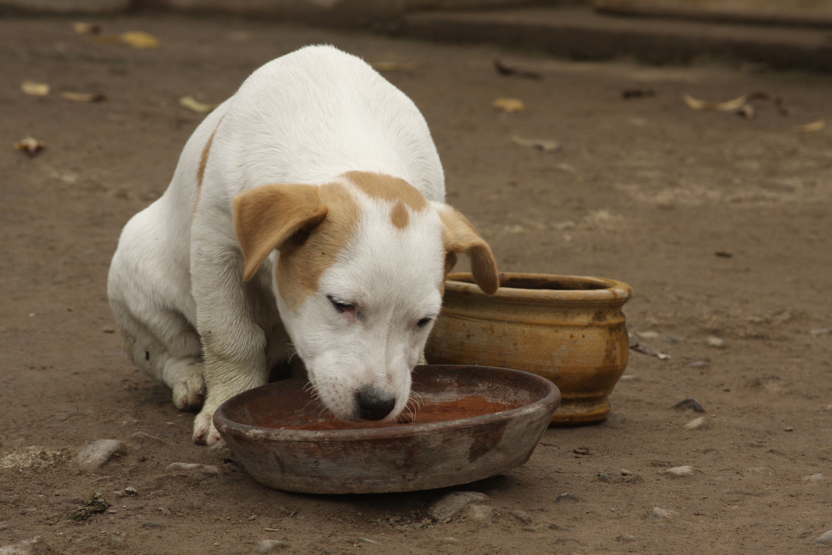 Street dog eating · A Humane Nation