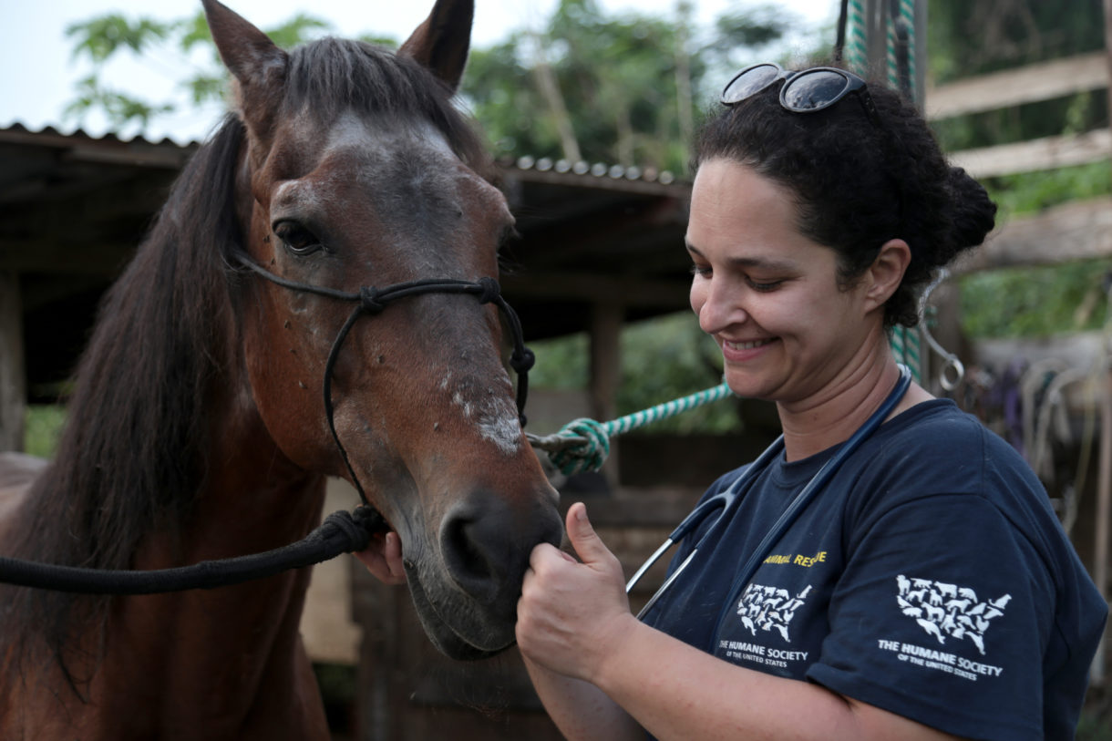 HSUS stays the course for animals in Puerto Rico with Operation Viva Vieques