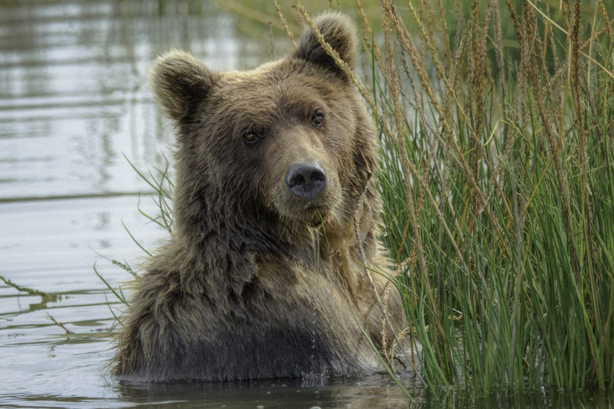 Breaking news: British Columbia strengthens ban on trophy hunting of grizzly bears