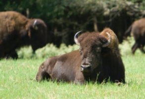 National Park Service plan to kill bison in Grand Canyon unneeded, unwarranted