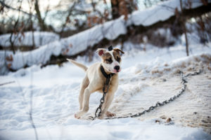 Biting cold an extraordinary threat to all animals