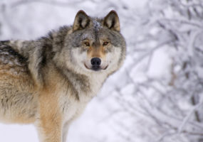 Cascade of scientific reports discredits wolf-killing activities of states