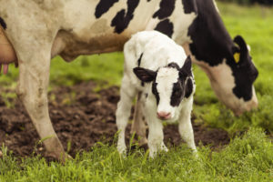 Ohio’s long-awaited reforms for veal calves, dairy cows kick in