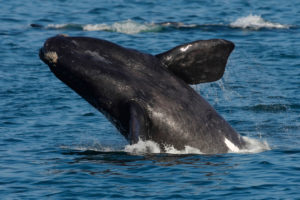 HSUS sues so that government can get it right on right whales