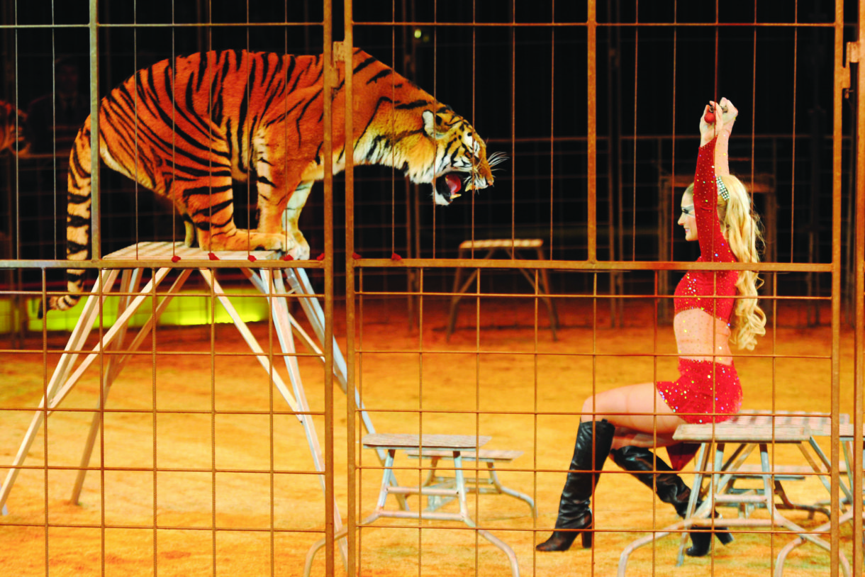 New Jersey lawmakers say 'no' to wild animal acts in circuses · A Humane  World