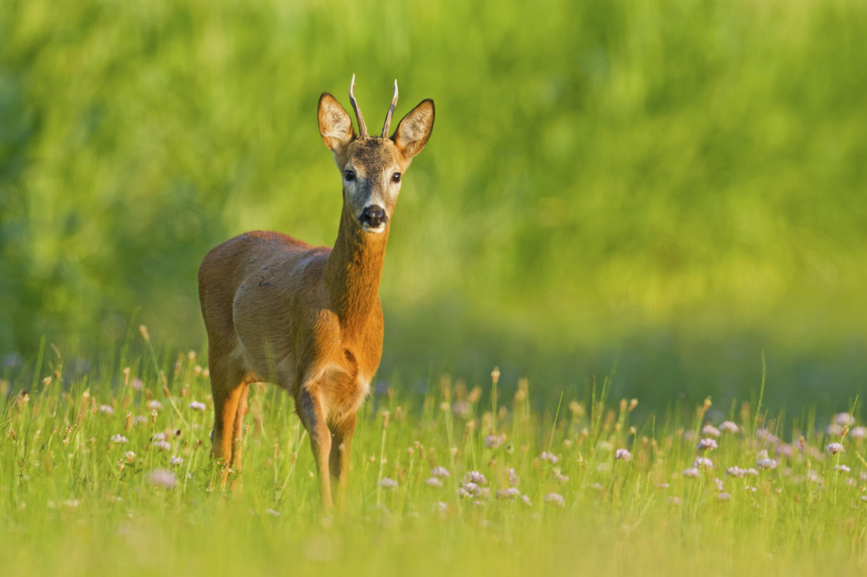 Thousands of commercial deer farms in U.S. are looming danger for wildlife and even people