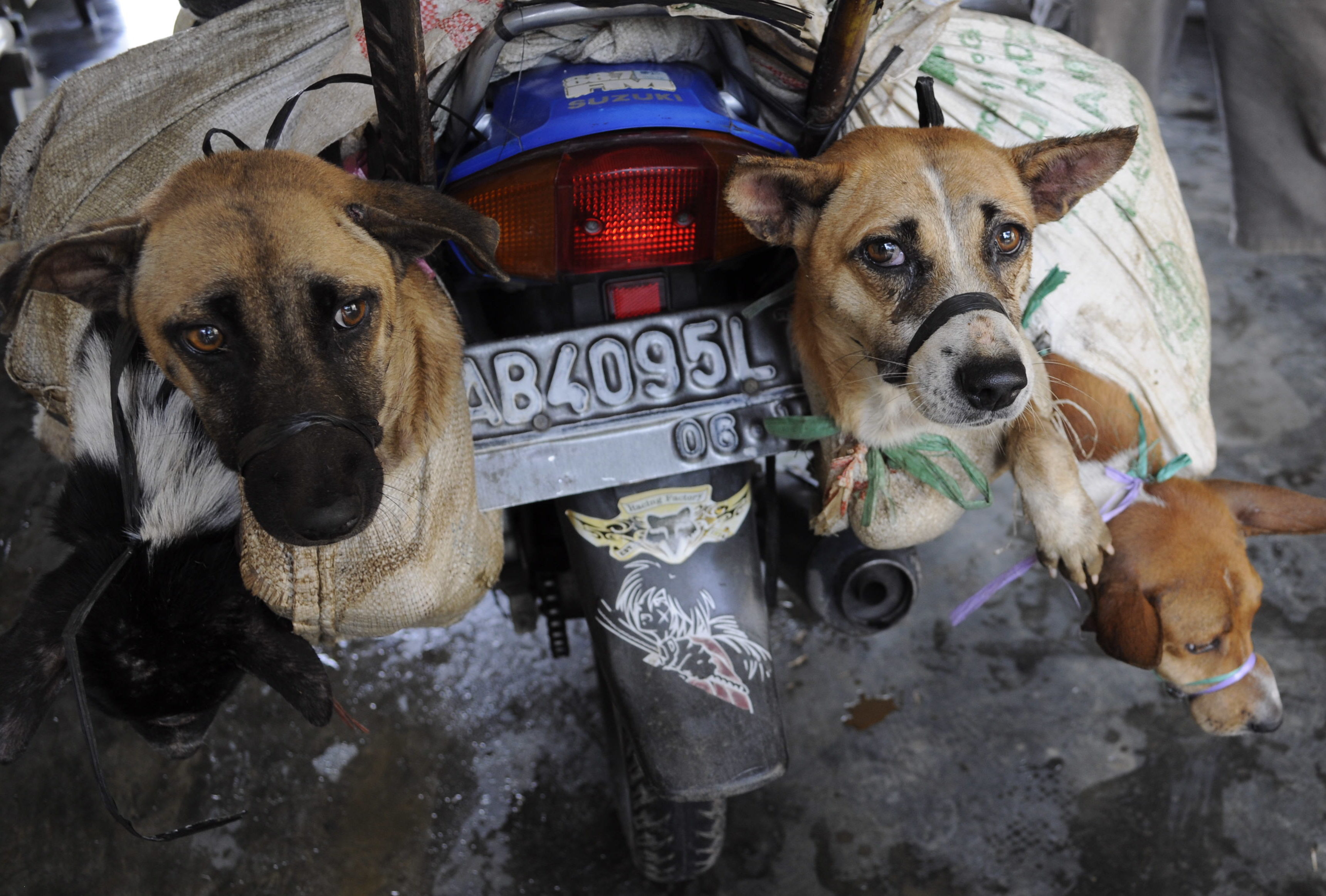 Indonesia's dog meat markets exposed in stomach-churning way · A Humane  World