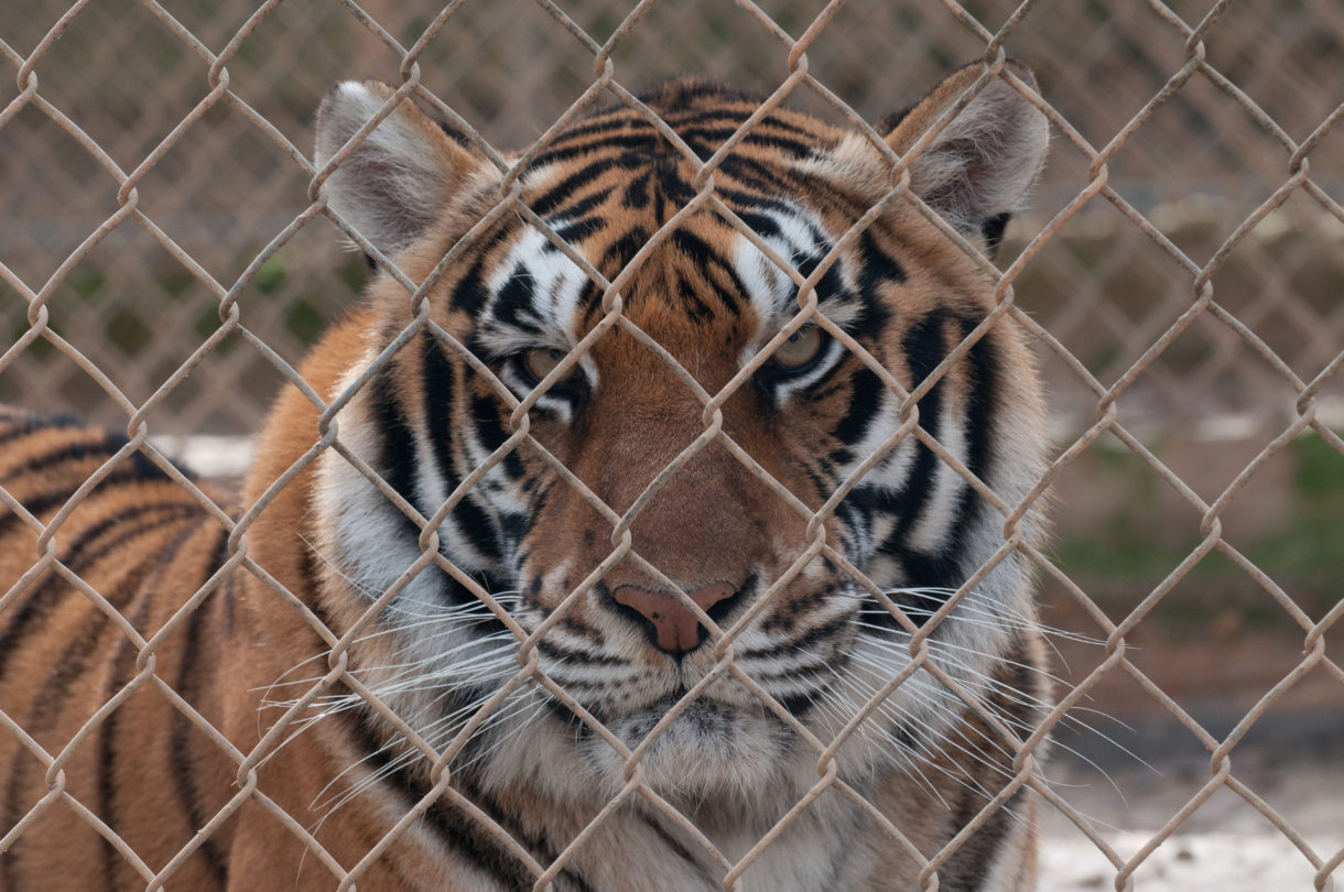 USDA ponders disastrous plan to allow self‑policing by licensed breeders, zoos, and researchers