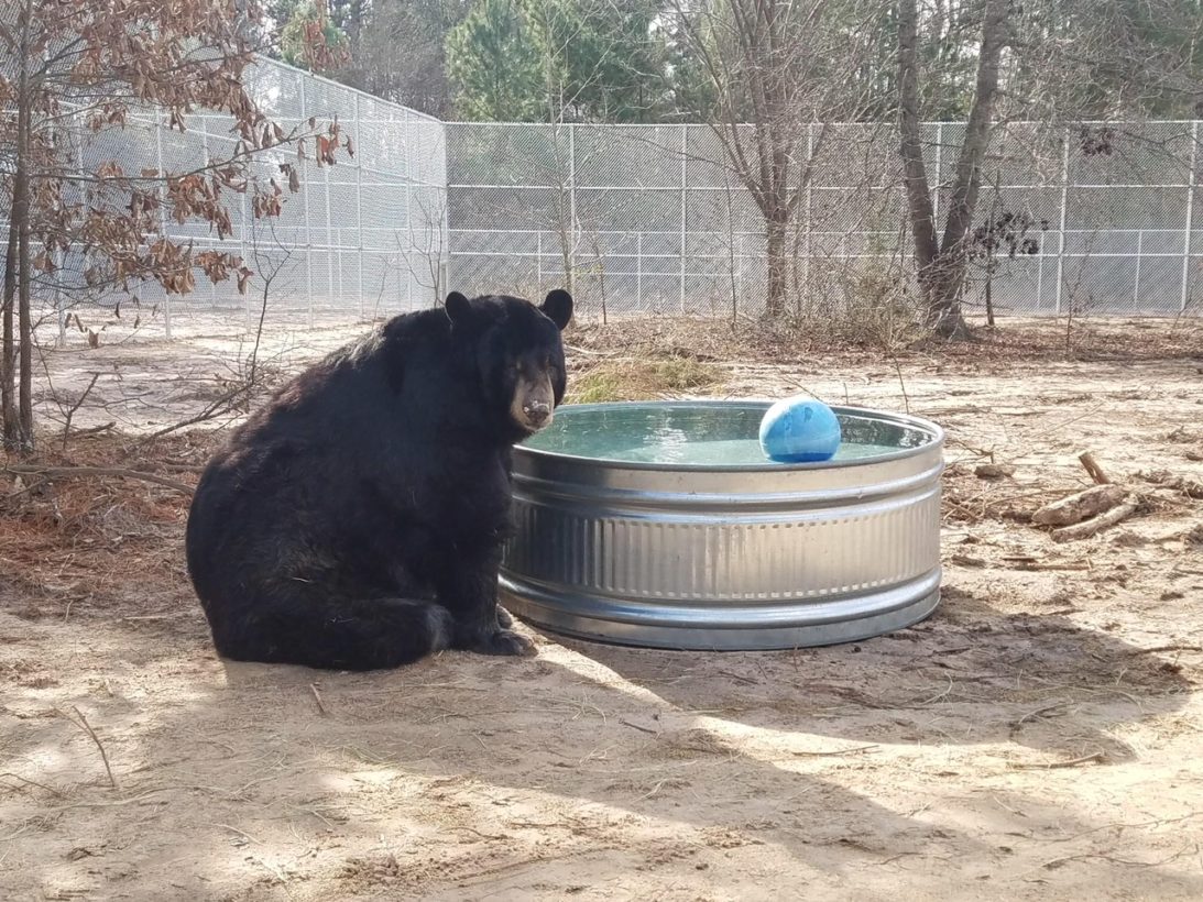 After a lifetime in captivity, two elderly performing bears savor retirement at Black Beauty Ranch