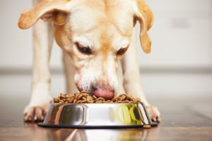 Federal food stamp program should, in a SNAP, allow pet food purchases