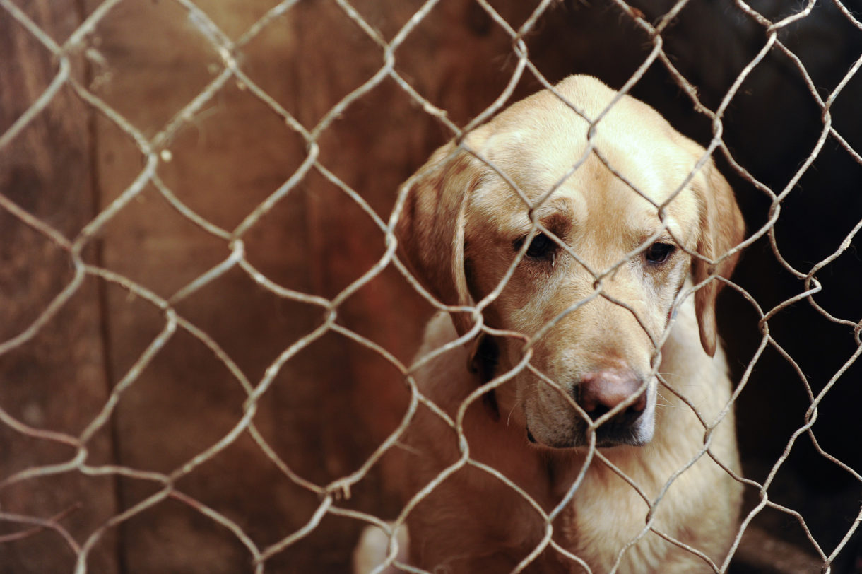 Help us keep the pressure on USDA to prevent outsourcing of animal welfare inspections
