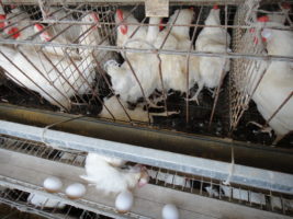 Bills in Iowa would force grocery stores to sell eggs from caged hens