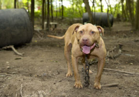 Mexico’s Chihuahua state along U.S. border bans dogfighting