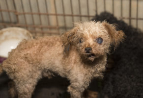 Florida and Georgia lawmakers make shameful attempts to protect puppy mills