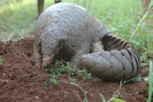 From pangolins to elephants, HSI delivers victories for wildlife around the globe