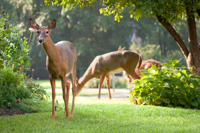 States need to be more proactive in stopping spread of chronic wasting disease among deer