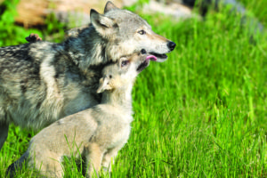 Breaking news: The HSUS achieves a ceasefire in the war on native carnivores