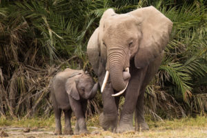 Defying Trump, Fish and Wildlife Service reverses ban on ‘horror show’ of elephant and lion trophy imports