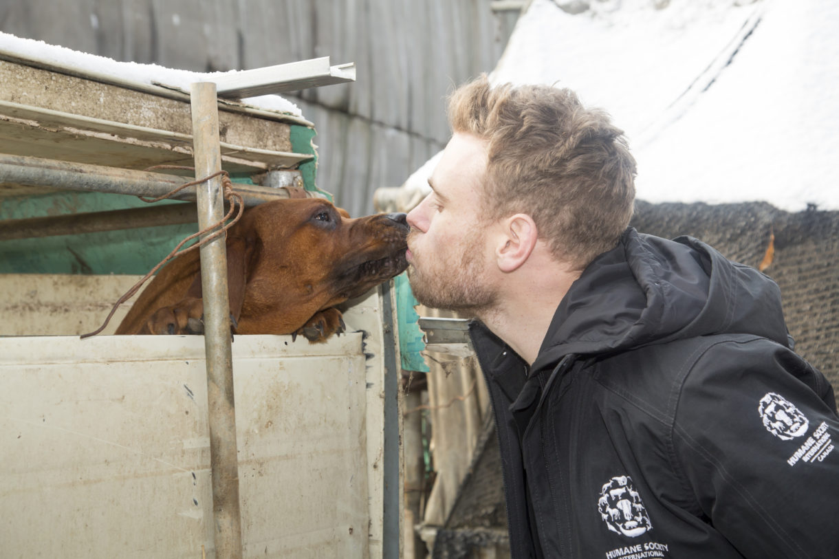Olympian Gus Kenworthy teams up with HSI to rescue dogs from South Korea’s meat trade