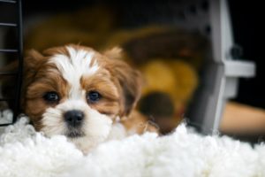 Puppy’s death a wake-up call for airlines on safety policies for pets