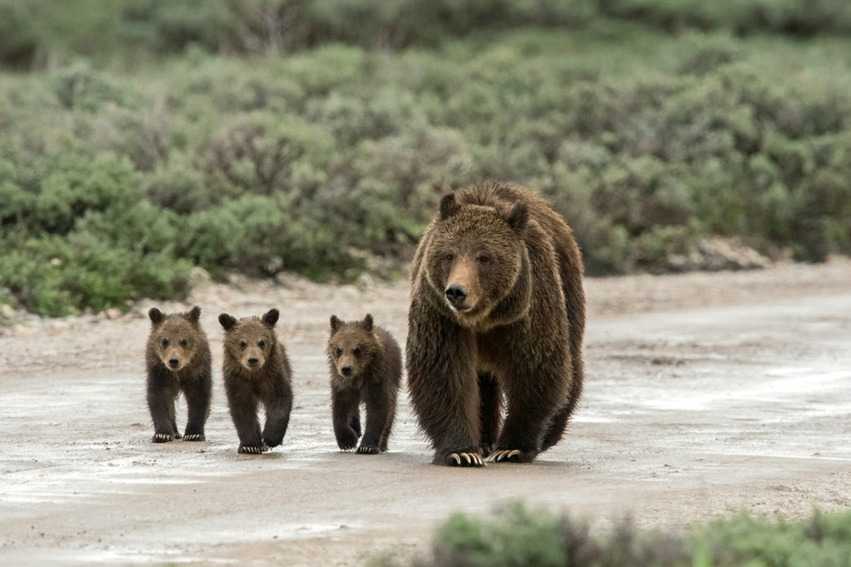 Federal court says HSUS lawsuit to protect grizzlies can proceed