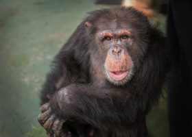Hercules, Leo, and seven other retirees arrive at Project Chimps