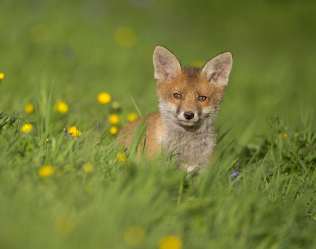 InStyle magazine says no to fur; Fur-free pioneer Gucci among HSUS’s Spira Award recipients