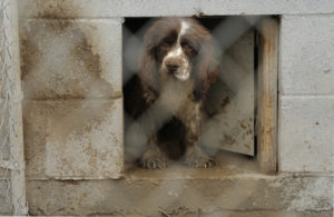 Attacks on rescues designed to deflect attention from puppy mill abuse