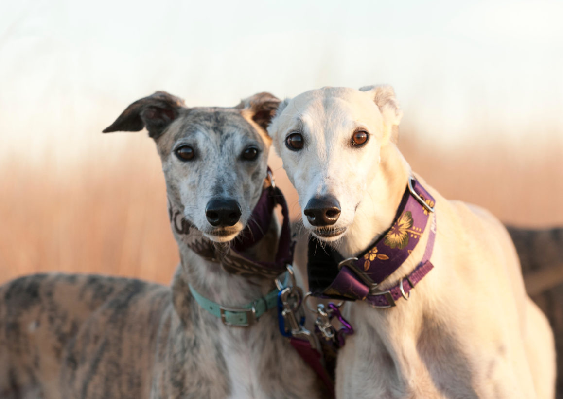 Breaking news: Florida residents can vote in November to end greyhound racing