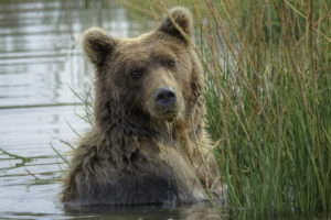 Alert: Help us stop Wyoming and Idaho from opening trophy hunts on Yellowstone grizzly bears