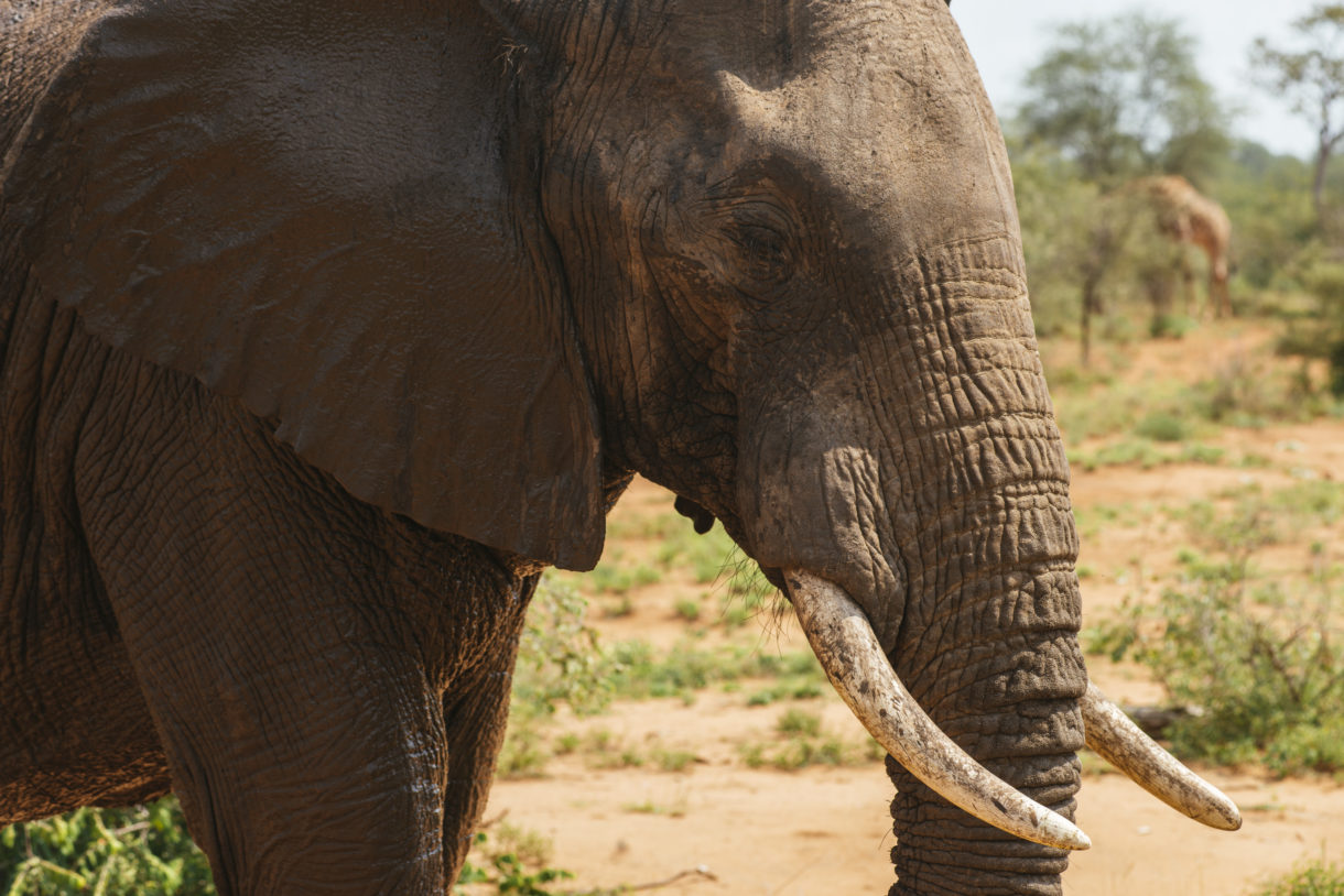 Colorado man pleads guilty after poaching elephant in Zimbabwe