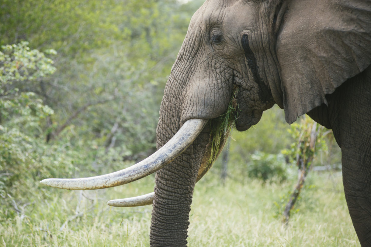 United Kingdom, Taiwan announce they will introduce elephant ivory bans