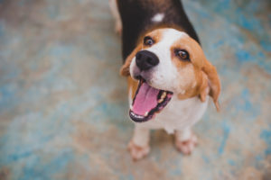 States make progress on fighting puppy mills, reducing animal testing and more