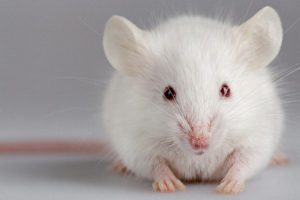 EPA issues recommendation to reduce animal testing for pesticides